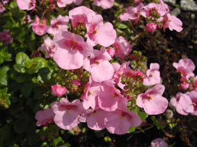 Diascia 'Rose'